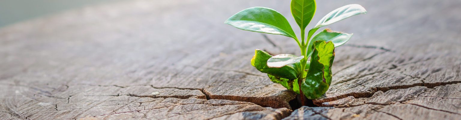 A strong seedling growing in the center trunk of cut stumps. tree ,Concept of support building a future focus on new life of business innovation